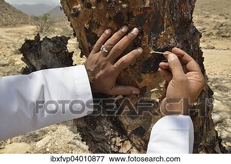 "Local man harvesting the precious resin of an Frankincense Tree (Boswellia sacra), near Mughsayl, Dhofar Region, Orient, Oman, Asia" View Large Photo Image Stock Photo - "Local man harvesting the precious resin of an Frankincense Tree (Boswellia sacra), near Mughsayl, Dhofar Region, Orient, Oman, Asia". Fotosearch