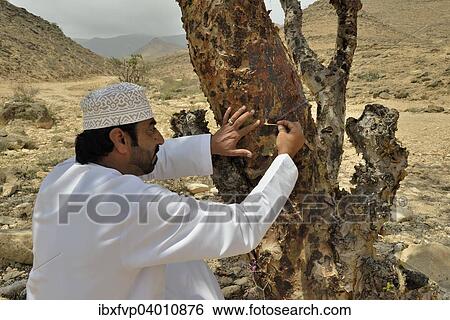 Stock Photograph - "Local man harvesting the precious resin of an Frankincense Tree (Boswellia sacra), near Mughsayl, Dhofar Region, Orient, Oman, Asia". Fotosearch