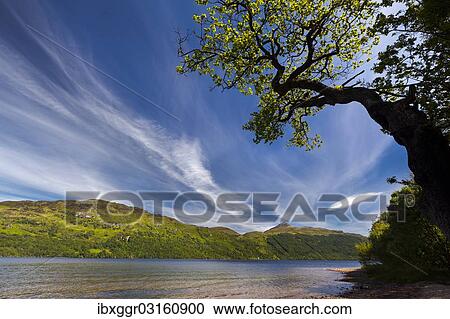 "Loch Lomond, Argyll and Bute, Scotland, United Kingdom, Europe" View Large Photo Image Stock Image - "Loch Lomond, Argyll and Bute, Scotland, United Kingdom, Europe". Fotosearch