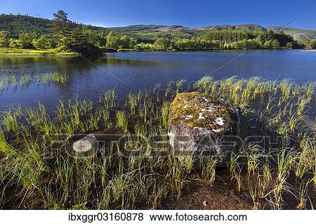 Stock Photo - "Loch Trool in the Galloway Forest Park, Dumfries and Galloway, Scotland, United Kingdom, Europe". Fotosearch