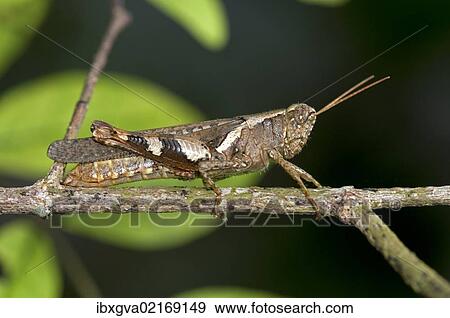 "Locust or grasshopper (Xenocatantops humilis), Thailand, Southeast Asia, Asia" View Large Photo Image Stock Photo - "Locust or grasshopper (Xenocatantops humilis), Thailand, Southeast Asia, Asia". Fotosearch