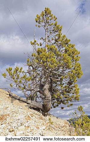 "Lodgepole Pine or Shore Pine (Pinus contorta), Grand Canyon of the Yellowstone River, Inspiration Point, North Rim, Yellowstone National Park, Wyoming, USA" View Large Photo Image Stock Image - "Lodgepole Pine or Shore Pine (Pinus contorta), Grand Canyon of the Yellowstone River, Inspiration Point, North Rim, Yellowstone National Park, Wyoming, USA". Fotosearch