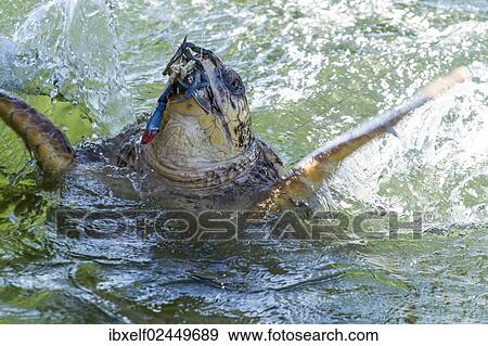 "Loggerhead Sea Turtle (Caretta caretta) eating a crab, Iztuzu Beach, Dalyan, Turkey, Asia" View Large Photo Image Stock Photo - "Loggerhead Sea Turtle (Caretta caretta) eating a crab, Iztuzu Beach, Dalyan, Turkey, Asia". Fotosearch