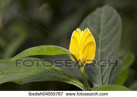"Lollipop Plant or Golden Shrimp Plant (Pachystachys lutea), native to Peru" View Large Photo Image Stock Photo - "Lollipop Plant or Golden Shrimp Plant (Pachystachys lutea), native to Peru". Fotosearch