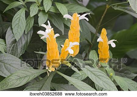 Stock Photo - "Lollipop Plant or Golden Shrimp Plant (Pachystachys lutea), native to China and Tibet, butterfly house, Forgaria nel Friuli, Udine province, Italy, Europe". Fotosearch