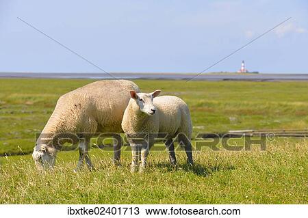 Stock Image - "Lomestic sheep, with the Westerheversand Lighthouse in the distance, Westerhever, North Frisia, Schleswig-Holstein, northern Germany, Germany, Europe". Fotosearch
