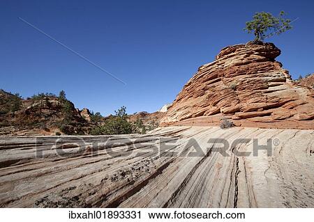 "Lone Pine, pine on sandstone hill, Zion Plateau, Zion National Park, Utah, USA, America" View Large Photo Image Stock Image - "Lone Pine, pine on sandstone hill, Zion Plateau, Zion National Park, Utah, USA, America". Fotosearch