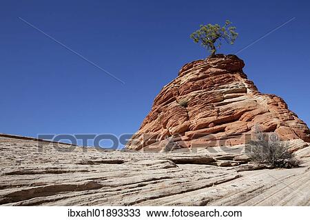 Stock Image - "Lone Pine, pine on sandstone hill, Zion Plateau, Zion National Park, Utah, USA, America". Fotosearch