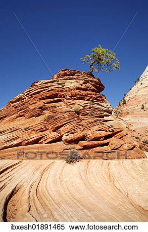 "Lone Pine, pine tree on a hill of sandstone, Zion Plateau, Zion National Park, Utah, USA" View Large Photo Image Stock Photography - "Lone Pine, pine tree on a hill of sandstone, Zion Plateau, Zion National Park, Utah, USA". Fotosearch