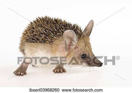 Stock Image - Long-eared Hedgehog (Hemiechinus auritus aegypticus). Fotosearch