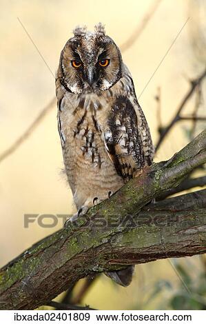 "Long-eared Owl (Asio otus), fledged young bird, branchling sitting on a branch, Apetlon, Lake Neusiedl, Burgenland, Austria, Europe" View Large Photo Image Stock Photo - "Long-eared Owl (Asio otus), fledged young bird, branchling sitting on a branch, Apetlon, Lake Neusiedl, Burgenland, Austria, Europe". Fotosearch