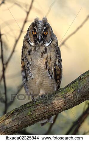 Picture - "Long-eared Owl (Asio otus), fledgling, juvenile, perched on branch, Apetlon, Lake Neusiedl, Burgenland, Austria, Europe". Fotosearch