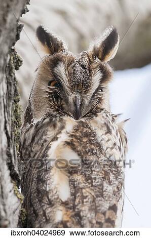 "Long-eared Owl (Asio otus), National Park Lake Neusiedl, Burgenland, Austria, Europe" View Large Photo Image Stock Photo - "Long-eared Owl (Asio otus), National Park Lake Neusiedl, Burgenland, Austria, Europe". Fotosearch