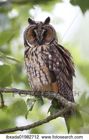 "Long-eared Owl (Asio otus), perched in branch, Apetlon, Lake Neusiedl, Burgenland, Austria, Europe" View Large Photo Image Stock Image - "Long-eared Owl (Asio otus), perched in branch, Apetlon, Lake Neusiedl, Burgenland, Austria, Europe". Fotosearch