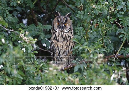 "Long-eared Owl (Asio otus), perched in a thorn bush, Apetlon, Lake Neusiedl, Burgenland, Austria, Europe" View Large Photo Image Stock Photo - "Long-eared Owl (Asio otus), perched in a thorn bush, Apetlon, Lake Neusiedl, Burgenland, Austria, Europe". Fotosearch
