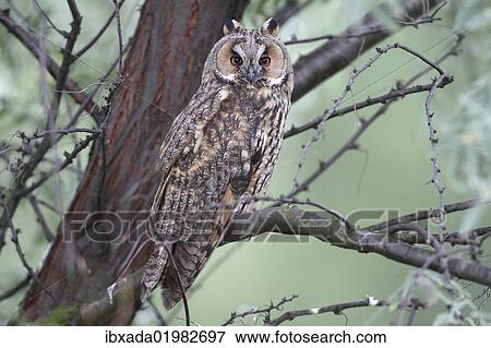 "Long-eared Owl (Asio otus), perched on a branch with tree trunk at back, Apetlon, Lake Neusiedl, Burgenland, Austria, Europe" View Large Photo Image Stock Photo - "Long-eared Owl (Asio otus), perched on a branch with tree trunk at back, Apetlon, Lake Neusiedl, Burgenland, Austria, Europe". Fotosearch