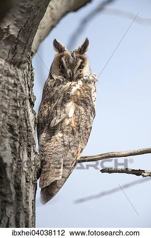 "Long-eared Owl (Asio otus), Seewinkel, Burgenland, Austria, Europe" View Large Photo Image Stock Image - "Long-eared Owl (Asio otus), Seewinkel, Burgenland, Austria, Europe". Fotosearch