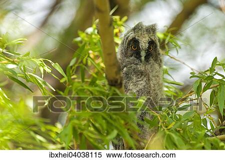 "Long-eared Owl (Asio otus), Seewinkel, Burgenland, Austria, Europe" View Large Photo Image Stock Photography - "Long-eared Owl (Asio otus), Seewinkel, Burgenland, Austria, Europe". Fotosearch
