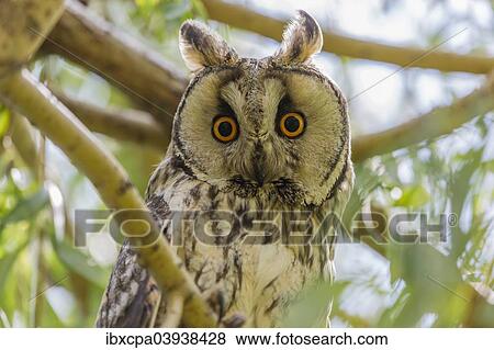 "Long-eared owl (Asio otus) sitting on branch, Seewinkel, Burgenland, Austria, Europe" View Large Photo Image Stock Photo - "Long-eared owl (Asio otus) sitting on branch, Seewinkel, Burgenland, Austria, Europe". Fotosearch