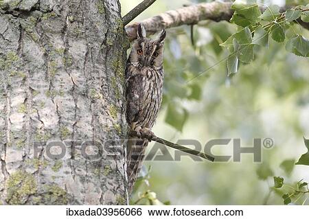 "Long-eared Owl (Asio otus) sitting on a branch in its day perch, Burgenland, Austria, Europe" View Large Photo Image Stock Photograph - "Long-eared Owl (Asio otus) sitting on a branch in its day perch, Burgenland, Austria, Europe". Fotosearch