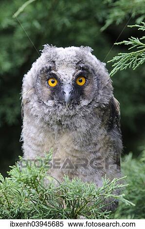 Stock Photography - "Long-eared Owl (Asio otus), young bird, Emsland, Lower Saxony, Germany, Europe". Fotosearch
