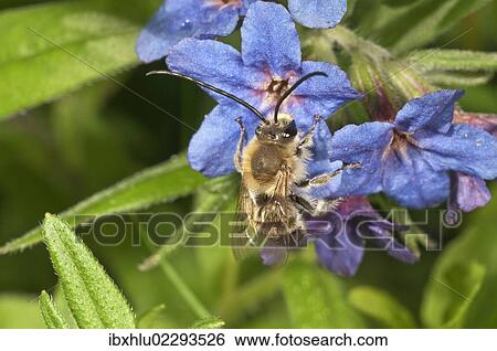 "Long-horned bee (Eucera tuberculata), male searching for nectar, Untergroeningen, Baden-Wuerttemberg, Germany, Europe" View Large Photo Image Stock Photograph - "Long-horned bee (Eucera tuberculata), male searching for nectar, Untergroeningen, Baden-Wuerttemberg, Germany, Europe". Fotosearch