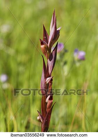 Stock Photo - "Long Lipped Serapias or Plow-Share Serapias (Serapias vomeracea ssp. Laxiflora), orchid, Lake Bafa, Mugla Province, Aegean region, Turkey, Asia". Fotosearch