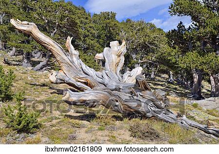 Stock Photo - "Long-living Great Basin Bristlecone Pine (Pinus longaeva), collapsed tree, Bristlecone Pine Forest, Mt. Goliath Natural Area, Mt. Evans Scenic Byway, Idaho Springs, Colorado, USA". Fotosearch