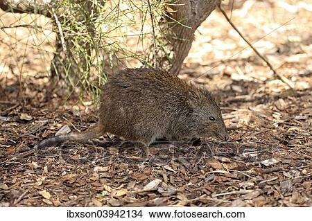 "Long-nosed potoroo (Potorous tridactylus) adult, foraging, South Australia, Australia, Oceania" View Large Photo Image Picture - "Long-nosed potoroo (Potorous tridactylus) adult, foraging, South Australia, Australia, Oceania". Fotosearch