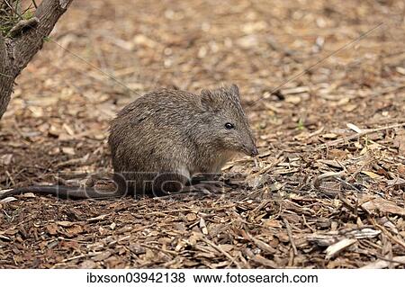 Stock Photo - "Long-nosed potoroo (Potorous tridactylus) adult, foraging, South Australia, Australia, Oceania". Fotosearch