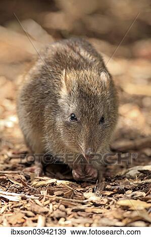 "Long-nosed potoroo (Potorous tridactylus) adult, foraging, South Australia, Australia, Oceania" View Large Photo Image Stock Photo - "Long-nosed potoroo (Potorous tridactylus) adult, foraging, South Australia, Australia, Oceania". Fotosearch