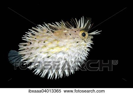 "Long-spine porcupinefish (Diodon holocanthus), Bohol Sea, Philippines, Asia" View Large Photo Image Stock Photography - "Long-spine porcupinefish (Diodon holocanthus), Bohol Sea, Philippines, Asia". Fotosearch