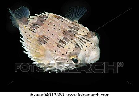 "Long-spine Porcupinefish, Longspined Porcupinefish or Freckled Porcupinefish (Diodon holocanthus), Bohol Sea, Philippines, Asia" View Large Photo Image Stock Photo - "Long-spine Porcupinefish, Longspined Porcupinefish or Freckled Porcupinefish (Diodon holocanthus), Bohol Sea, Philippines, Asia". Fotosearch