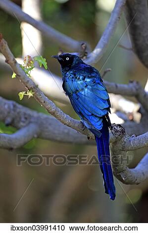 "Long-tailed Glossy Starling (Lamprotornis caudatus), adult on tree, captive" View Large Photo Image Stock Image - "Long-tailed Glossy Starling (Lamprotornis caudatus), adult on tree, captive". Fotosearch