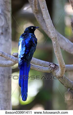"Long-tailed Glossy Starling (Lamprotornis caudatus), adult on tree, captive" View Large Photo Image Stock Image - "Long-tailed Glossy Starling (Lamprotornis caudatus), adult on tree, captive". Fotosearch