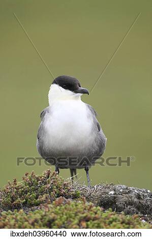 "Long-tailed jaeger (Stercorarius longicaudus), Tundra, Norway, Europe" View Large Photo Image Stock Image - "Long-tailed jaeger (Stercorarius longicaudus), Tundra, Norway, Europe". Fotosearch