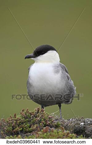"Long-tailed jaeger (Stercorarius longicaudus), Tundra, Norway, Europe" View Large Photo Image Stock Image - "Long-tailed jaeger (Stercorarius longicaudus), Tundra, Norway, Europe". Fotosearch