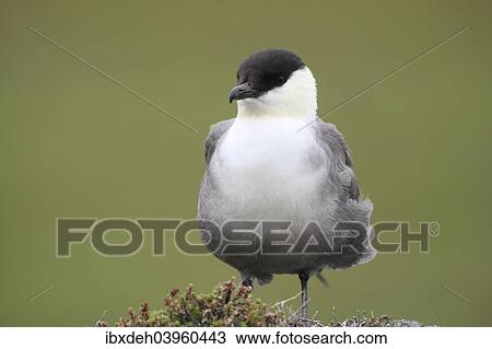 "Long-tailed jaeger (Stercorarius longicaudus), Tundra, Norway, Europe" View Large Photo Image Stock Image - "Long-tailed jaeger (Stercorarius longicaudus), Tundra, Norway, Europe". Fotosearch