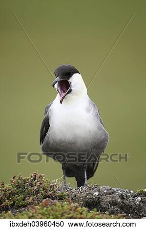 "Long-tailed jaeger (Stercorarius longicaudus) regurgitating pellets, Tundra, Norway, Europe" View Large Photo Image Stock Image - "Long-tailed jaeger (Stercorarius longicaudus) regurgitating pellets, Tundra, Norway, Europe". Fotosearch