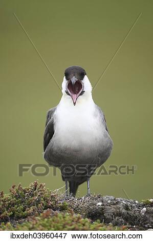 "Long-tailed jaeger (Stercorarius longicaudus) regurgitating pellets, Tundra, Norway, Europe" View Large Photo Image Stock Photo - "Long-tailed jaeger (Stercorarius longicaudus) regurgitating pellets, Tundra, Norway, Europe". Fotosearch