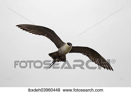 "Long-tailed jaeger (Stercorarius longicaudus), flying, grey skies, tundra, Norway, Europe" View Large Photo Image Stock Photo - "Long-tailed jaeger (Stercorarius longicaudus), flying, grey skies, tundra, Norway, Europe". Fotosearch
