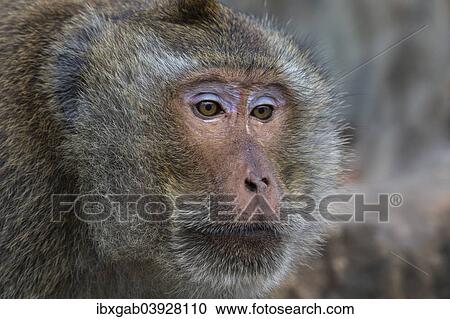 "Long-tailed Macaque or Crab-eating Macaque (Macaca fascicularis), adult, Thailand, Asia" View Large Photo Image Stock Image - "Long-tailed Macaque or Crab-eating Macaque (Macaca fascicularis), adult, Thailand, Asia". Fotosearch