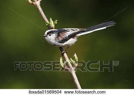 Long-tailed tit (Aegithalos caudatus) perched on a branch View Large Photo Image Picture - Long-tailed tit (Aegithalos caudatus) perched on a branch. Fotosearch