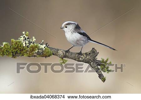 "Long-tailed Tit (Aegithalos caudatus), perched on a branch covered with moss and lichen, North Rhine-Westphalia, Germany, Europe" View Large Photo Image Picture - "Long-tailed Tit (Aegithalos caudatus), perched on a branch covered with moss and lichen, North Rhine-Westphalia, Germany, Europe". Fotosearch