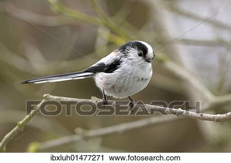 Stock Image - Long-tailed Tit (Aegithalos caudatus). Fotosearch