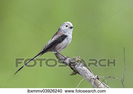 "Long-tailed Tit (Aegithalos caudatus), Mecklenburg-Western Pomerania, Germany, Europe" View Large Photo Image Stock Image - "Long-tailed Tit (Aegithalos caudatus), Mecklenburg-Western Pomerania, Germany, Europe". Fotosearch