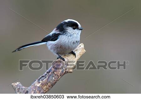 "Long-tailed Tit (Aegithalos caudatus), Tyrol, Austria, Europe" View Large Photo Image Stock Image - "Long-tailed Tit (Aegithalos caudatus), Tyrol, Austria, Europe". Fotosearch