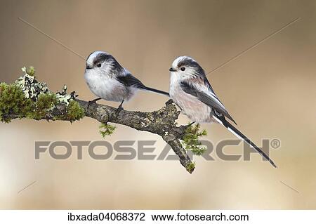 "Long-tailed Tits (Aegithalos caudatus), pair perched on a branch covered with moss and lichen, North Rhine-Westphalia, Germany, Europe" View Large Photo Image Stock Image - "Long-tailed Tits (Aegithalos caudatus), pair perched on a branch covered with moss and lichen, North Rhine-Westphalia, Germany, Europe". Fotosearch