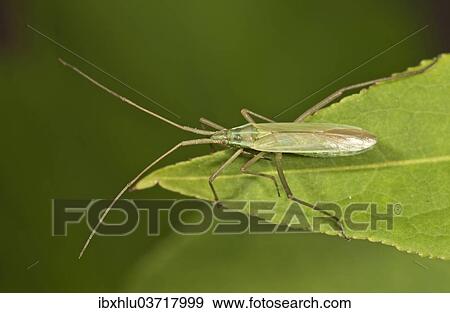 "Long Thin Plant Bug (Megaloceroea recticornis) sitting on a leaf, Untergroningen, Abtsgmuend, Baden-Wurttemberg, Germany, Europe" View Large Photo Image Stock Photo - "Long Thin Plant Bug (Megaloceroea recticornis) sitting on a leaf, Untergroningen, Abtsgmuend, Baden-Wurttemberg, Germany, Europe". Fotosearch