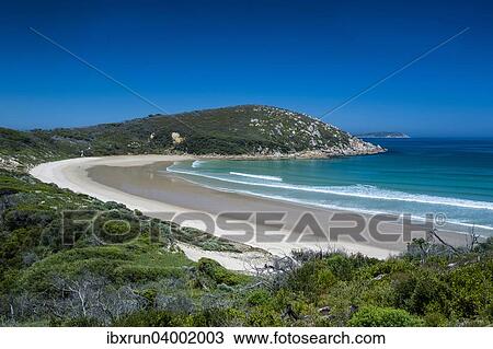 "Long wide sandy beach, Wilsons Promontory National Park, Victoria, Australia, Oceania" View Large Photo Image Stock Image - "Long wide sandy beach, Wilsons Promontory National Park, Victoria, Australia, Oceania". Fotosearch